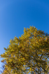 Autumn tree canopy with yellow leaves against a clear blue sky.
