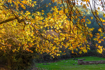 Autumn tree branches with yellow leaves hanging over a green meadow in sunlight.