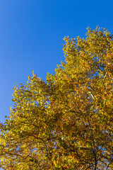 Autumn tree canopy with yellow leaves against a clear blue sky.