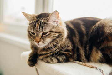 Striped fluffy is resting on a cozy couch. Pet.