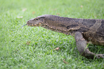 Giant Monitor Asian Lizard dragon side portrait on a green grass ground in Lumpini Park, Bangkok, Thailand