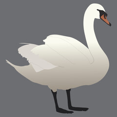 Elegant white swan standing gracefully on a plain background
