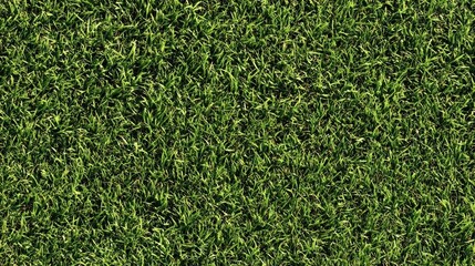 青々とした芝生