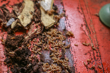 A termite nest after being sprayed with an insect spray. Termite colony carcass.