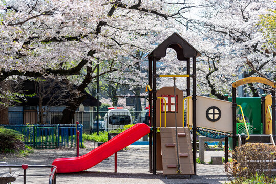 Urban park scene in spring: An empty children's playground surrounded by beautiful Sakura blooms, suggesting a tranquil moment and springtime relaxation.