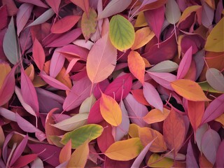 Vibrant autumn leaves in a colorful tapestry of fall colors