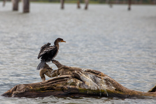 Cormor&aacute;n Africano o Pato Aguja secando sus alas al sol, posado en un tronco flotante en el Lago Naivasha, Kenia.