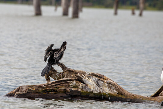 Cormor&aacute;n Africano o Pato Aguja secando sus alas al sol, posado en un tronco flotante en el Lago Naivasha, Kenia.