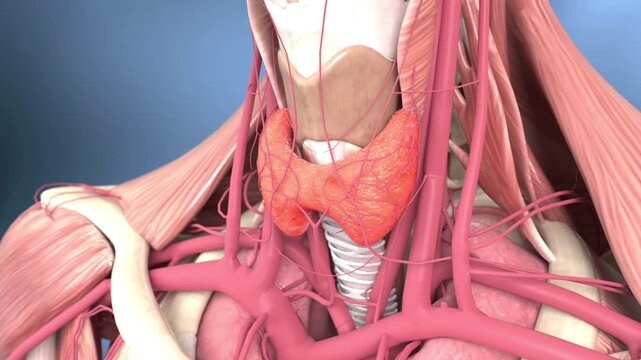 Thyroid cancer, thyroid nodules, hyperthyroidism, goiter, thyroid tumors, metastatic cancer, endocrine disorders, glandular anatomy, pharyngeal masses, human neck anatomy,3D animation.Horizontal video