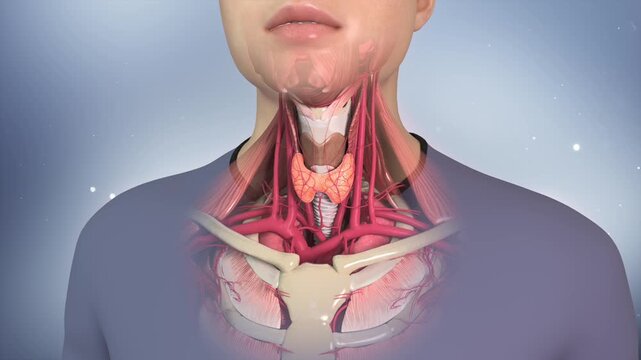 Thyroid gland, human neck anatomy, gland anatomy, bones, muscles, arteries and veins, trachea, endocrine system, pharyngeal organs anatomy, medical teaching visualization.3D animation.Horizontal video
