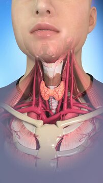 Thyroid gland, human neck anatomy, gland anatomy, bones, muscles, arteries and veins, trachea, endocrine system, pharyngeal organs anatomy, medical teaching visualization.3D animation. Vertical video.