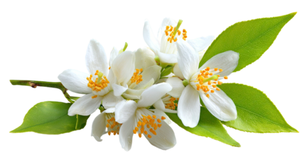 Delicate white orange blossoms with green leaves on transparent background