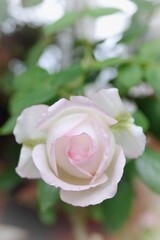 pink rose closeup