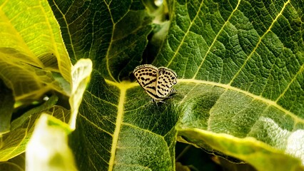 butterfly on leaf