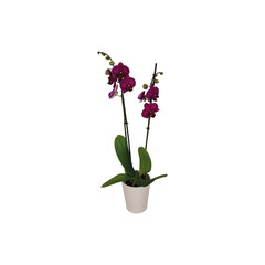 Phalaenopsis, Orchid, Ceramic Pot