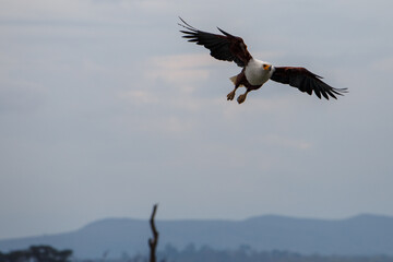 Águila Pescadora Africana alzando el vuelo con un pez recién pescado sobre las aguas del Lago Naivasha, Kenia.