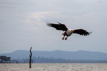 Águila Pescadora Africana alzando el vuelo con un pez recién pescado sobre las aguas del Lago Naivasha, Kenia.