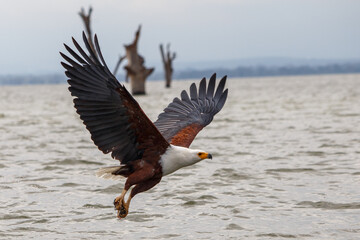 Águila Pescadora Africana alzando el vuelo con un pez recién pescado sobre las aguas del Lago Naivasha, Kenia.