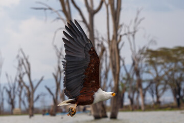 Águila Pescadora Africana alzando el vuelo con un pez recién pescado sobre las aguas del Lago Naivasha, Kenia.
