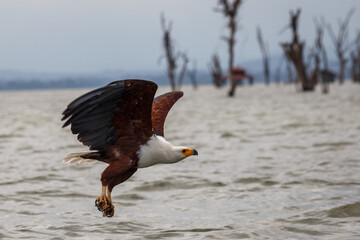 Águila Pescadora Africana alzando el vuelo con un pez recién pescado sobre las aguas del Lago...
