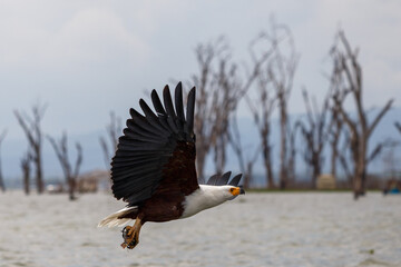 Águila Pescadora Africana alzando el vuelo con un pez recién pescado sobre las aguas del Lago Naivasha, Kenia.