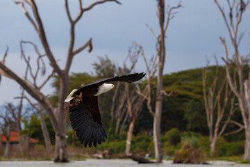 Águila Pescadora Africana alzando el vuelo con un pez recién pescado sobre las aguas del Lago Naivasha, Kenia.
