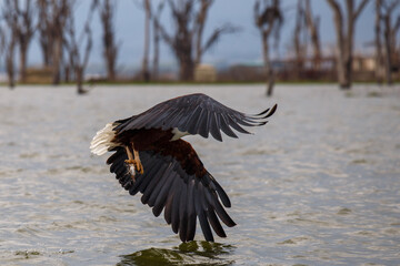 Águila Pescadora Africana alzando el vuelo con un pez recién pescado sobre las aguas del Lago Naivasha, Kenia.