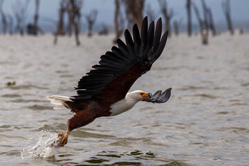Águila Pescadora Africana alzando el vuelo con un pez recién pescado sobre las aguas del Lago Naivasha, Kenia.