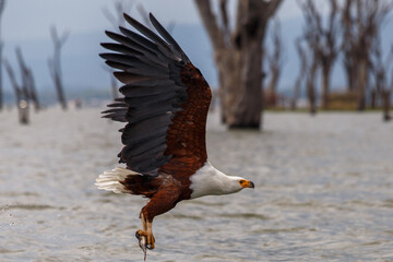 Águila Pescadora Africana alzando el vuelo con un pez recién pescado sobre las aguas del Lago Naivasha, Kenia.