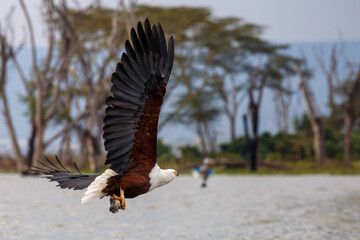 Águila Pescadora Africana alzando el vuelo con un pez recién pescado sobre las aguas del Lago Naivasha, Kenia.