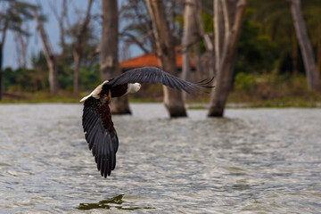 Águila Pescadora Africana alzando el vuelo con un pez recién pescado sobre las aguas del Lago Naivasha, Kenia.