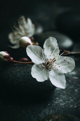 Delicate White Cherry Blossom Flower with Dark Moody Background and Subtle Bokeh.
