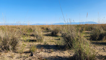 Vast, arid wetland with scattered clumps of dry, salt-tolerant vegetation on sandy ground in Yumurtalik National Park in Adana province, a ramsar site for birds