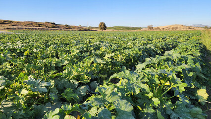 In November, the zucchini field prepares for winter, holding the last traces of summer’s harvest.