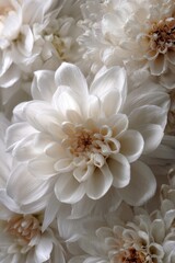 A Dreamy Sea of Luminous White Dahlias in Soft, Ethereal Focus.