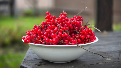 Pile of fresh organic viburnum berries in bowl in garden