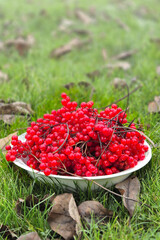 Pile of fresh organic viburnum berries in bowl in garden