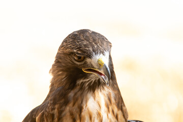 Fototapeta premium Brown hawk displaying its keen gaze and sharp features in a natural habitat during daylight