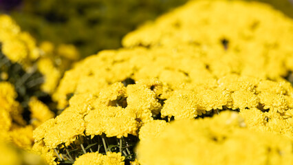 Yellow Chrysanthemum Blooms in Autumn