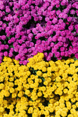 Pink and Yellow Chrysanthemum Blooms