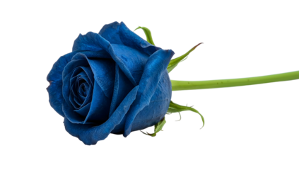 Single blue rose with green stem isolated on the transparent background, vibrant bloom, closeup floral aesthetic, unique botanical detail