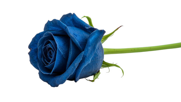 Single blue rose with green stem isolated on the transparent background, vibrant bloom, closeup floral aesthetic, unique botanical detail