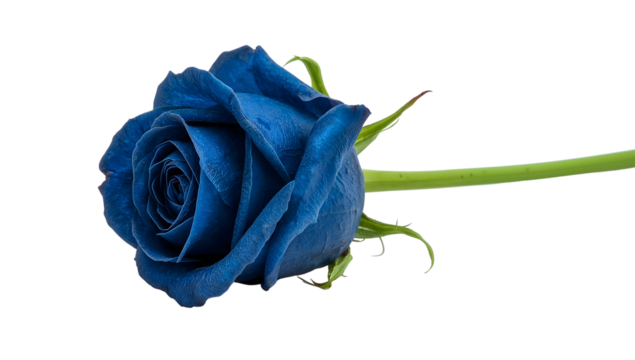 Single blue rose with green stem isolated on the transparent background, vibrant bloom, closeup floral aesthetic, unique botanical detail