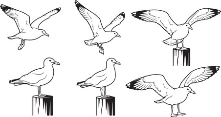 set of vector birds