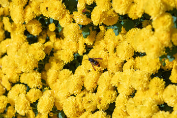 Wasp on Bright Yellow Chrysanthemum Flowers