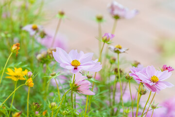 Soft Pink Cosmos Flowers in an Autumn Field