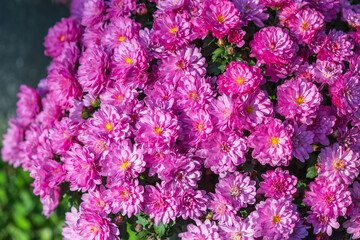 Pink Chrysanthemum Flowers in Full Bloom