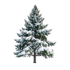 Fototapeta premium Evergreen Fir Tree Covered in Snow with Red Ornaments and Twinkling Lights Isolated on White Background