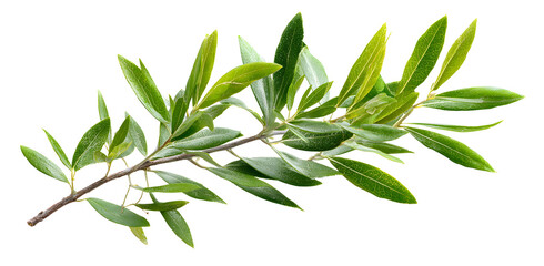 Fototapeta premium olive tree, twig with fresh green leaves isolated on white background, clipping path