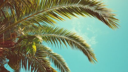 Fototapeta premium Vibrant palm tree leaves reaching towards a clear sky on a sunny day in a tropical setting